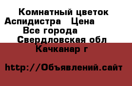 Комнатный цветок Аспидистра › Цена ­ 150 - Все города  »    . Свердловская обл.,Качканар г.